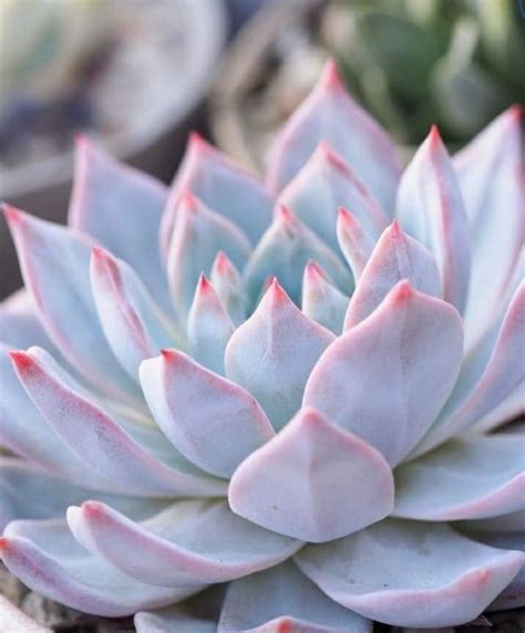 4 Echeveria Blue Bird Succulent Measures 3 4 Inches Wide Etsy