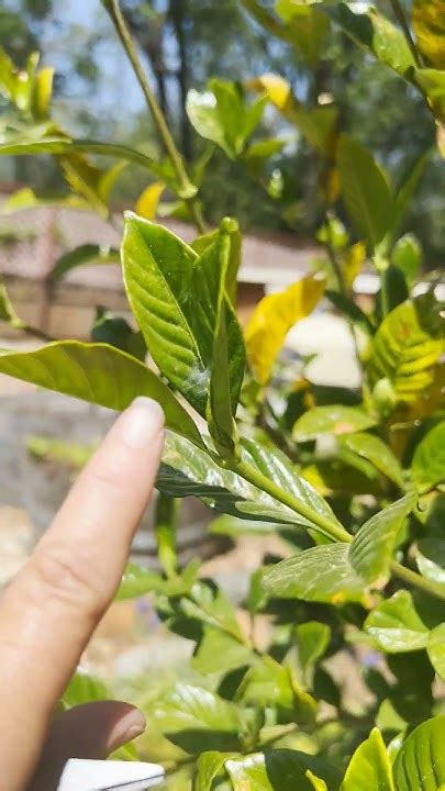 Propagate Gardenia In Water 🌱 Youtube