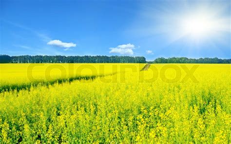 Landskab Med Raps Blomster Og Solen Skinnede Stock Foto Colourbox