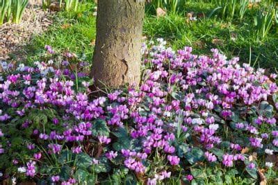 Les meilleures fleurs et arbustes à planter au pied de vos arbres