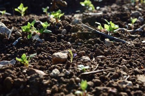 Por qué un suelo saludable es importante para el cultivo Royal Brinkman