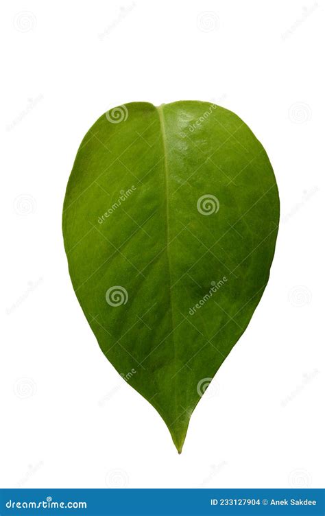 Green Leaf Isolated On White Stock Photo Image Of Tree Organic