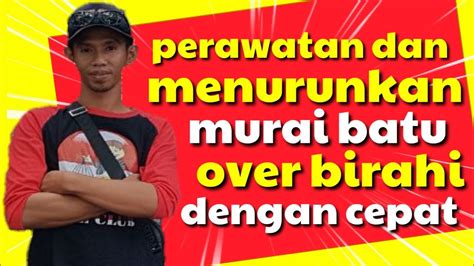 Cara Perawatan Murai Batu Over Birahi Youtube