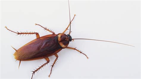 Cockroach Wallpapers - Wallpaper Cave