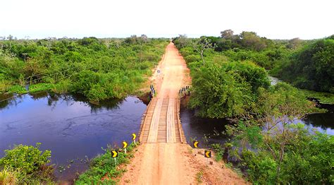 Boas Estradas E Pontes Seguras Facilitam A Retirada Do Gado Do Pantanal