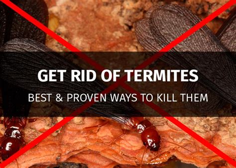 How To Get Rid Of Termites 13 Proven Methods To Kill Pests 2019