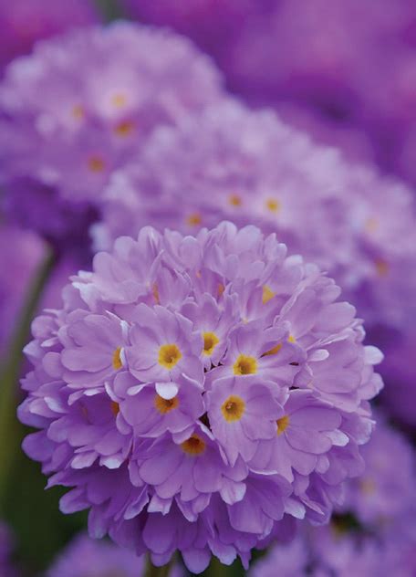 Drumstick Primrose Friends Of Jensen Olson Arboretum