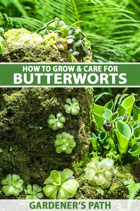 How To Grow And Care For Butterworts Gardeners Path