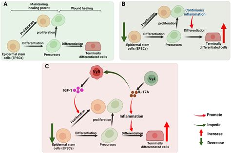 Frontiers Skin T Cells And Their Function In Wound Healing