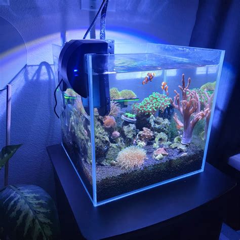 Unscripted Filtration: Nature & Innovation in Aquariums