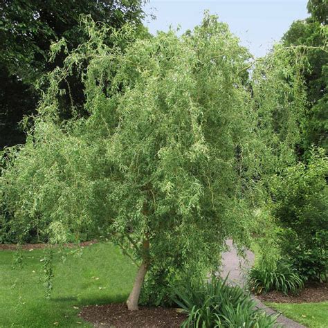 Corkscrew Willow Trees For Sale