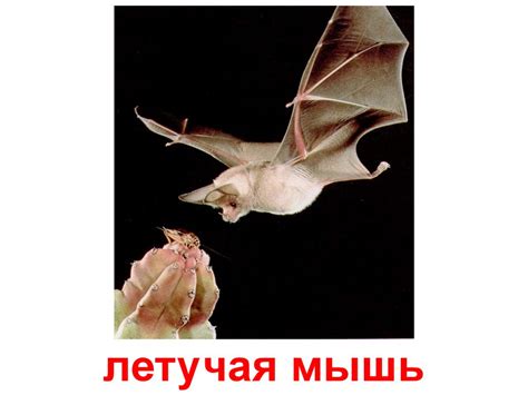 Рукокрылые - презентация онлайн