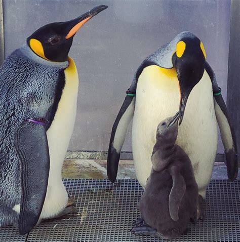 Emperor Penguin Chick Hatching