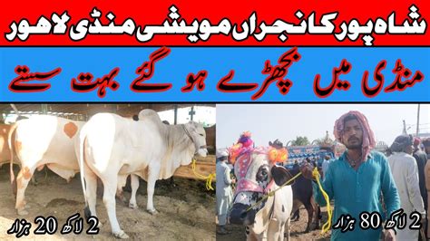 Lahore Cow Mandi Shahpur Kanjra Today Cow Mandi Shahpur