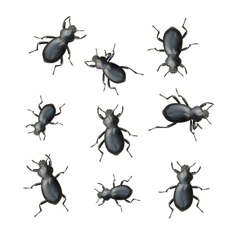 Black Beetles White Nature Ground Beetles Png Transparent Image And