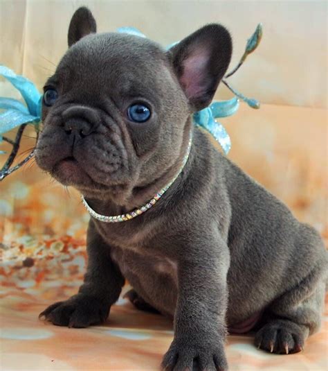 Pin By Donald Malott On Animali French Bulldog Puppies French