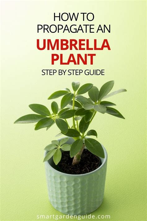 How To Propagate An Umbrella Plant Artofit