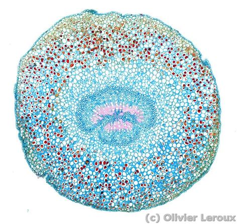 Mimosa pudica, pulvinus, transverse section | Microscopic photography, Mimosa plant, Plant science