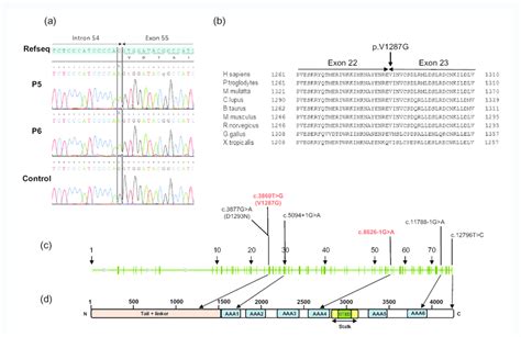 DNAH1 Novel Point Mutations A Electropherogramms Of DNAH1 Showing