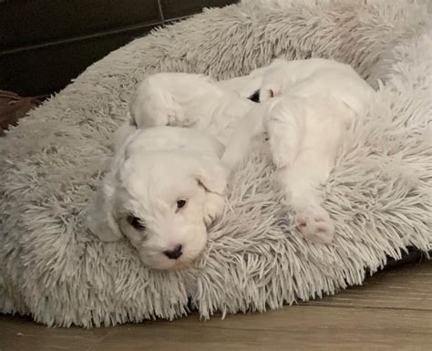 Sealyham Terrier Puppies For Sale - AKC PuppyFinder