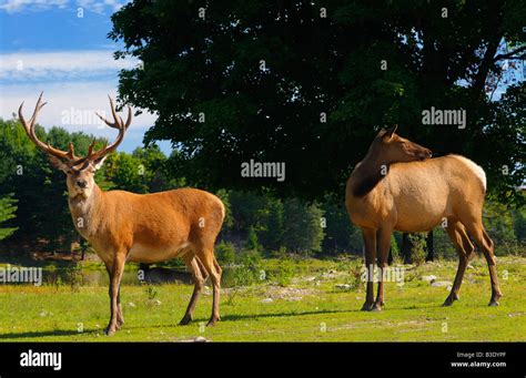 Red Deer Stag M Le Et Femelle Wapiti Dans Omega Parc Qu Bec Nature