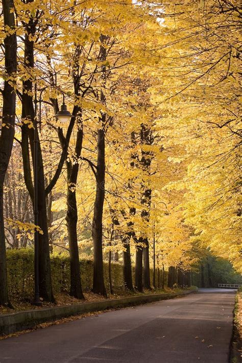 Tree Lined Avenue Stock Photo Image Of Colors Humid 12159608