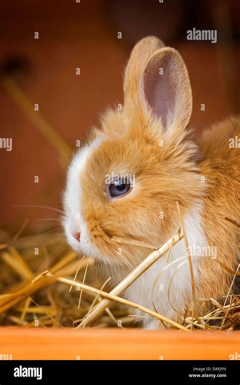 Löwenkopf Kaninchen Oryctolagus Cuniculus F Domestica junge