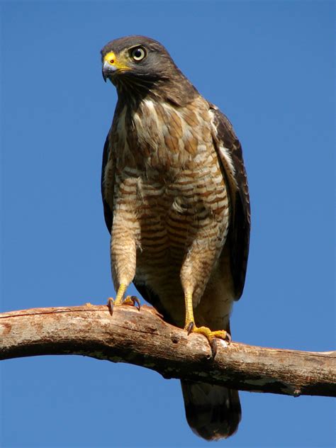 Existe Gavião No Brasil - Mundo Animal Brasil * Animais e Aves do Brasil *: "Gavioes do Brasil ...