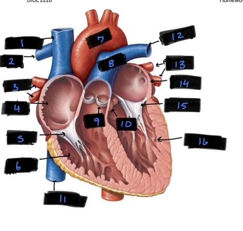 Ap Cardiovascular Flashcards Quizlet