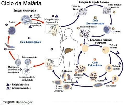 Ciclo Da Agua Desenho - Biologista Professor Ricardo Hisamoto: O ciclo de vida dos parasitos ...