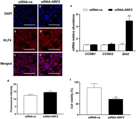 The Effect Of Transfection With Small Interference RNA Targeting NRF2