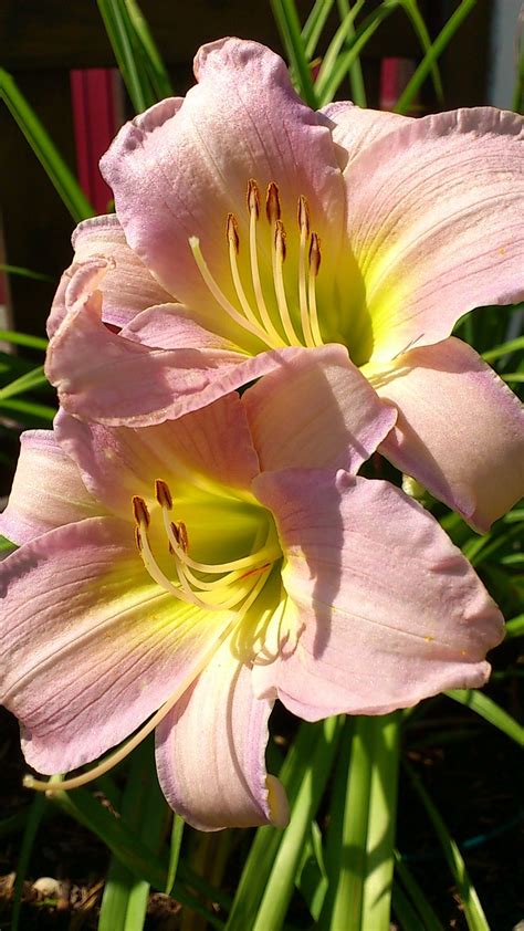 Free Images Flower Petal Pink Close Lily Daylily Macro