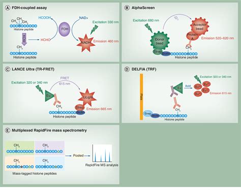 Figure 1 From High Throughput Screening To Identify Inhibitors Of Lysine Demethylases