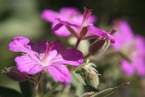 Southern Belle's Adventures: Montana Wildflowers (Macro)