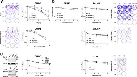 Figure From Atm Loss Confers Greater Sensitivity To Atr Inhibition