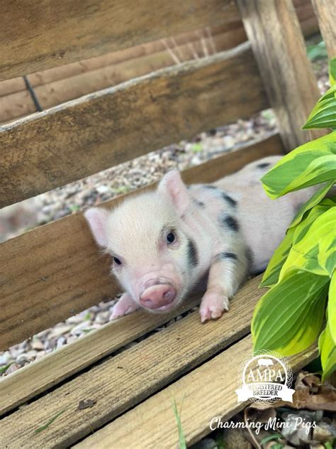 Available Babies Charming Mini Pigs