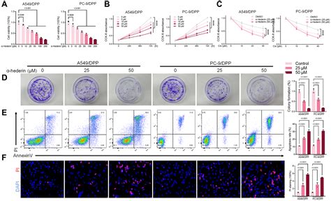 α Hederin promotes ferroptosis and reverses cisplatin chemoresistance