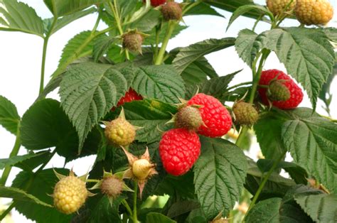 Himbeeren Schneiden Tutorial Mit Anleitungen Und Bildern