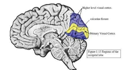 occipital lobe - Google Search