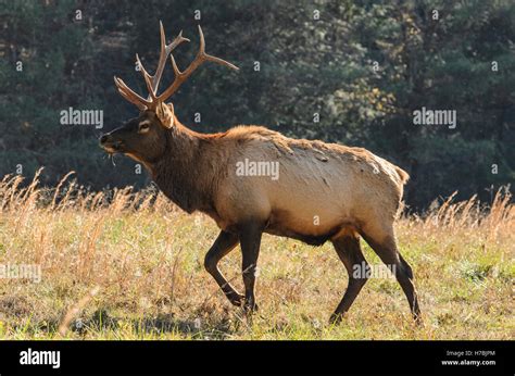 Bull Elk Grazing During Autumn In The Great Smoky Mountains Of North