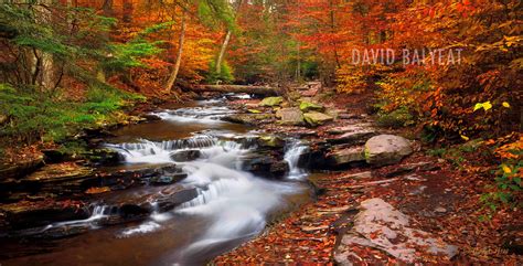 Magic Forest - Pennsylvania • David Balyeat Photography