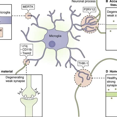 Pdf Immune Cells And Cns Physiology Microglia And Beyond