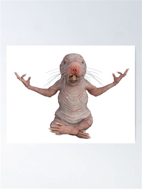 I Just Really Like Naked Moles Ok Funny Naked Mole Rat Poster For