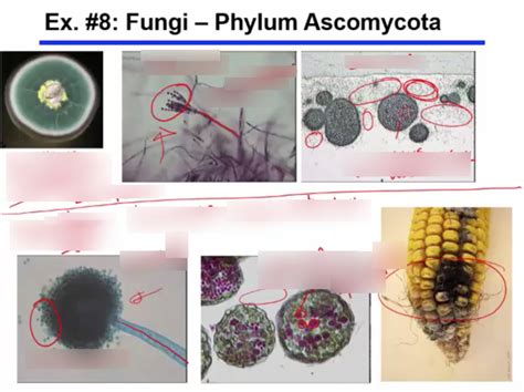 Fungi Phylum Ascomycota 1 Diagram Quizlet