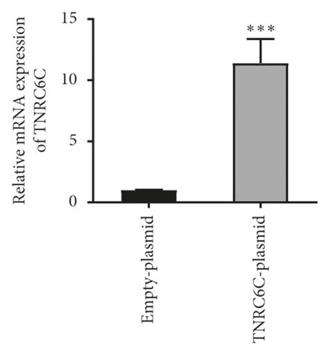 Tnrc6c Regulates The Proliferation Apoptosis Migration And Invasion Download Scientific