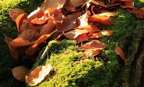 Banco de imagens árvore natureza floresta plantar madeira folha