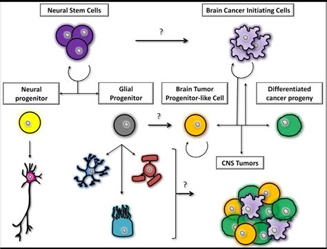 Glioblastoma Initiating Cells Relationship With Neural Stem Cells And