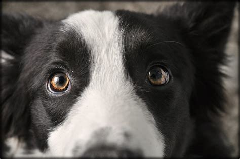 Eyes Of Border Collie Scion Di Davide De Simone Flickr