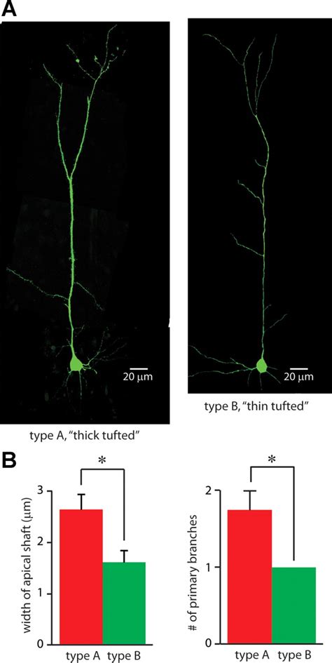 Synaptic Activity Unmasks Dopamine D2 Receptor Modulation Of A Specific