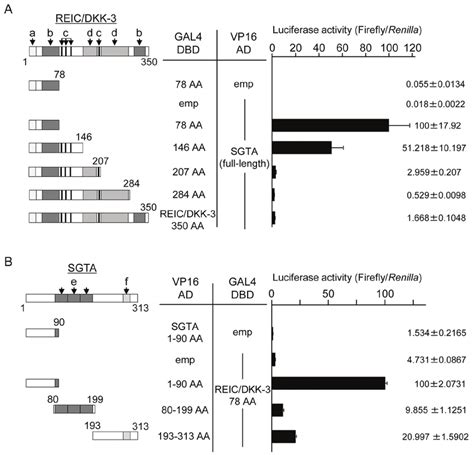 The Determination Of The Binding Region Between Reic Dkk And Sgta A